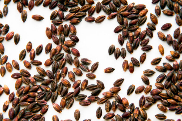 Black Barley