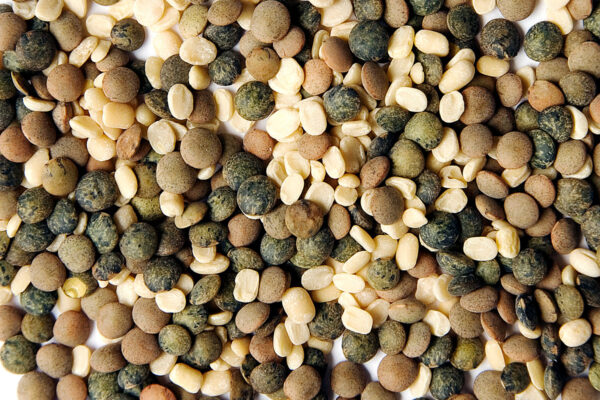 Desert Sage Lentil