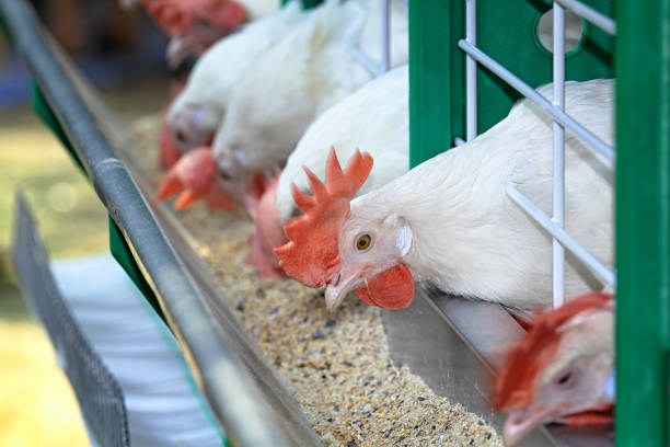 best feed for poultry