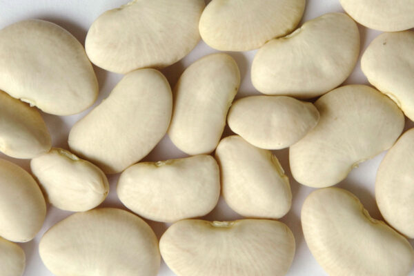 Large Lima Bean
