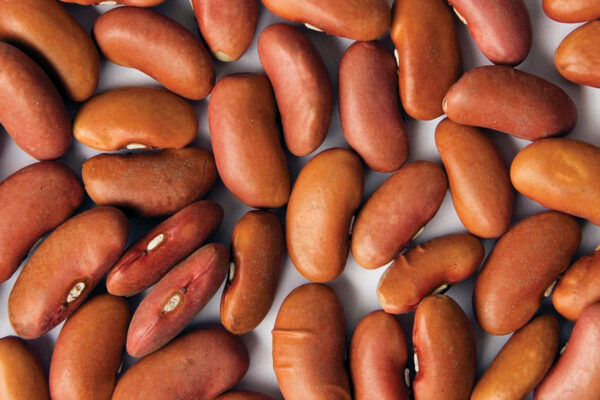 Light Red Kidney Bean