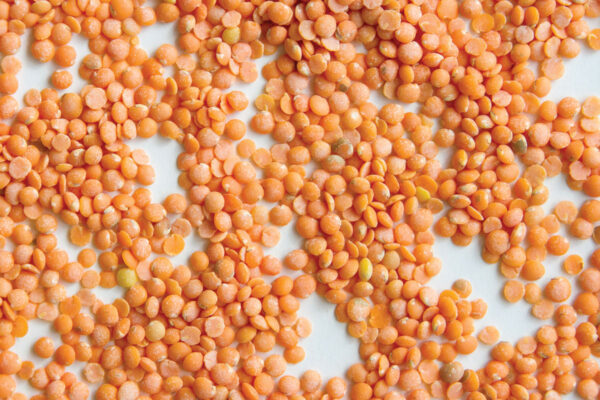 Petite Crimson Lentil