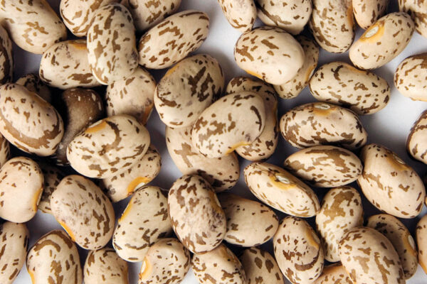 Pinto Bean