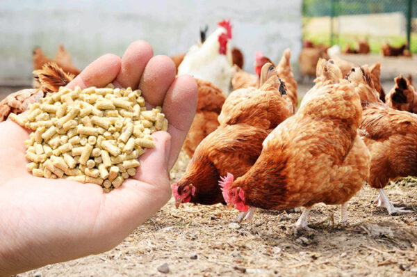 poultry feed​
