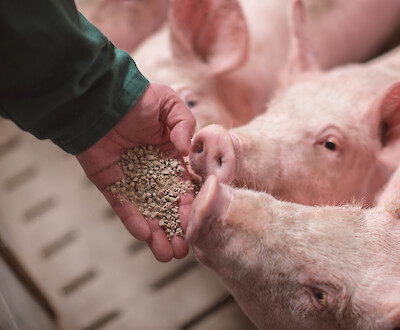 Buy Premium Pig Feed for Optimal Growth – High-Nutrient Swine Feed Online - Image 3