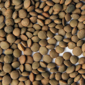 Spanish Pardina Lentil