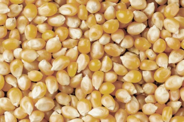 Yellow Mushroom Popcorn
