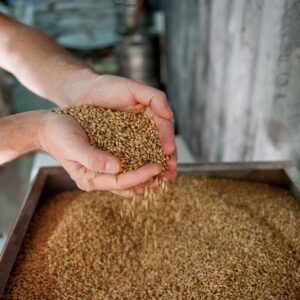 MALTED BARLEY