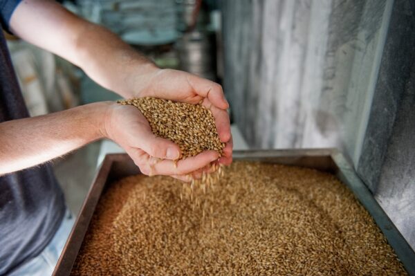 MALTED BARLEY